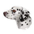 Dalmatian, Carriage Dog, Spotted Coach Dog, Firehouse Dog digital art illustration isolated on white background. Croatian origin Royalty Free Stock Photo