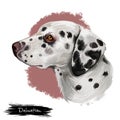 Dalmatian, Carriage Dog, Spotted Coach Dog, Firehouse Dog digital art illustration isolated on white background. Croatian origin Royalty Free Stock Photo