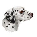 Dalmatian, Carriage Dog, Spotted Coach Dog, Firehouse Dog digital art illustration isolated on white background. Croatian origin Royalty Free Stock Photo