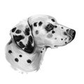 Dalmatian, Carriage Dog, Spotted Coach Dog, Firehouse Dog digital art illustration isolated on white background. Croatian origin Royalty Free Stock Photo