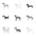 Dalmatian, dachshund, poodle, and other web icon in monochrome style.Bernard, laika, shepherd, icons in set collection.