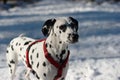 Dalmatian Dog in the Snow