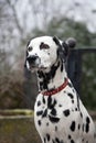 Dalmatian dog Royalty Free Stock Photo