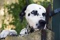 Dalmatian dog Royalty Free Stock Photo