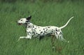 DALMATIAN DOG, ADULT RUNNING THROUGH LONG GRASS