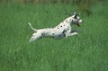 DALMATIAN DOG, ADULT RUNNING THROUGH LONG GRASS