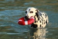 Dalmatian dog apporting water toy in summer
