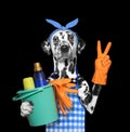 Dalmatian dog in apron doing household chores. Isolated on black Royalty Free Stock Photo