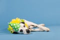 Dalmatian dog as birthday animal on blue background Royalty Free Stock Photo