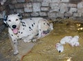 Dalmatian dog, WITH BABES newborn ONLY ONE DAY
