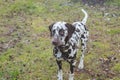 Dalmatian dog is a beautiful. Dalmatian puppy is standing outdoors in nature among the trees in the forest. dog is in Royalty Free Stock Photo