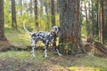 Dalmatian dog is a beautiful. Dalmatian puppy is standing outdoors in nature among the trees in the forest. dog is in Royalty Free Stock Photo