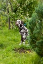 Dalmatian dog is a beautiful. Dalmatian puppy is standing outdoors in nature among the trees in the forest. dog is in Royalty Free Stock Photo