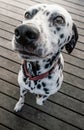 Dalmatian dog begging for food