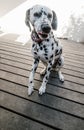Dalmatian dog begging for food