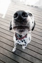 Dalmatian dog begging for food