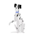 Dalmatian dog breed