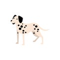 Dalmatian Dog Breed Primitive Cartoon Illustration