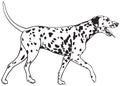 Dalmatian Dog Royalty Free Stock Photo