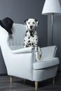 Dalmatian dog in a chair studio photoshoot