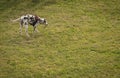 Dalmatian dog chewing a branch with green leaves on a green meadow in a park in Italy Royalty Free Stock Photo