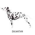 Dalmatian. Dog, flat icon. Isolated on white background.