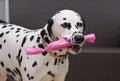 Dalmatian dog with a gift