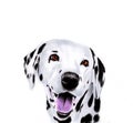 Dalmatian dog Royalty Free Stock Photo