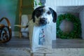 Dalmatian dog holding a paper bag of coffee in its mouth Royalty Free Stock Photo