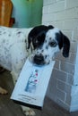 Dalmatian dog holding a paper bag of coffee in its mouth Royalty Free Stock Photo