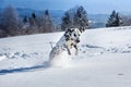 Dalmatian dog jumping in snow