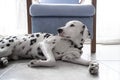 Dalmatian dog laying on the floor next to a chair