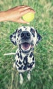 Dalmatian dog looking at the ball