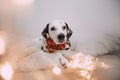 Dalmatian dog lying in the Christmas decorations