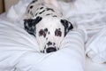 Dalmatian dog lying down in white bed and looking at the camera. White and black spotted Dalmatian dog posing on a white