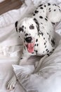 Dalmatian dog lying down in white bed and looking at the camera. White and black spotted Dalmatian dog posing on a white