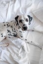 Dalmatian dog lying down in white bed and looking at the camera. White and black spotted Dalmatian dog posing on a white couch