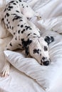 Dalmatian dog lying down in white bed and looking at the camera. White and black spotted Dalmatian dog posing on a white