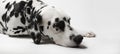 Dalmatian dog misses