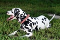 Dalmatian dog in nature lies the grass Royalty Free Stock Photo