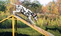 Dalmatian dog in nature Royalty Free Stock Photo