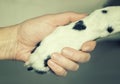 Dalmatian dog paw with a spot in the form of heart and human hand close up. Friendship, trust and love between dog and Royalty Free Stock Photo