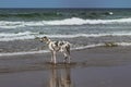 Dalmatian Dog playing at the Cannon beach Royalty Free Stock Photo