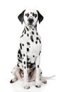 Dalmatian dog portrait Royalty Free Stock Photo