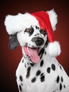 Dalmatian portrait in Santa hat on red background