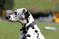 Dalmatian dog, profile Royalty Free Stock Photo