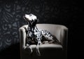 Dalmatian dog in a red bow tie on a white chair in a steel-gray interior. Hard studio lighting. Artistic portrait