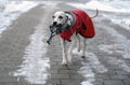 Dalmatian dog in red coat with muzzle in his mouth