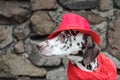 Dalmatian dog in a red hat and a scarf with tassels sits on the Royalty Free Stock Photo