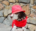 Dalmatian dog in a red hat and a scarf with tassels sits on the Royalty Free Stock Photo